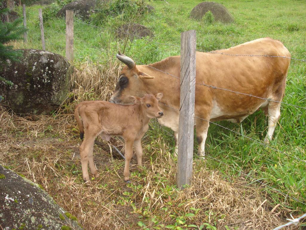 Pousada Recanto Aguas Vivas Turvo dos Gois Dış mekan fotoğraf